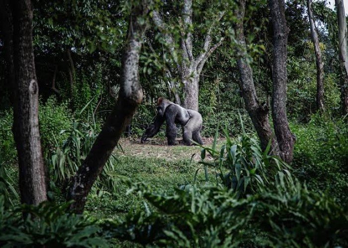 Gorilla Tracking Flying Safari at Bwindi Impenetrable Forest